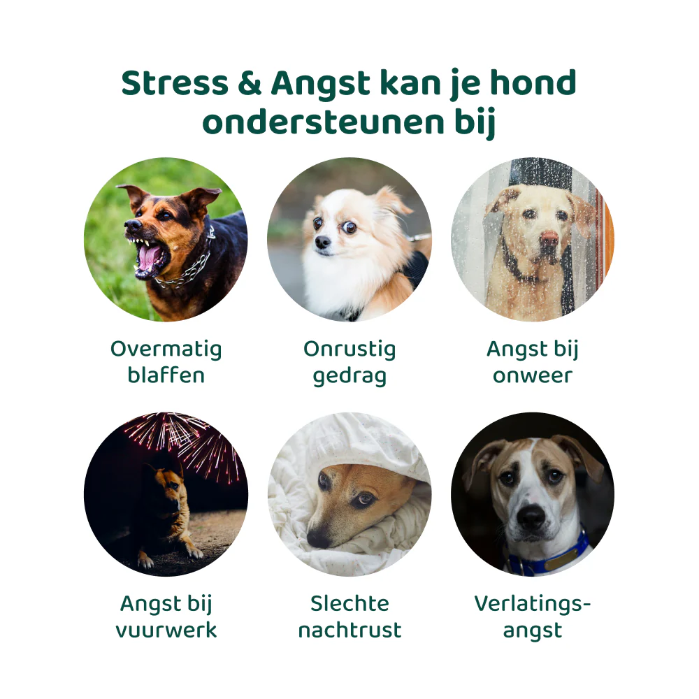 Productafbeelding 3
